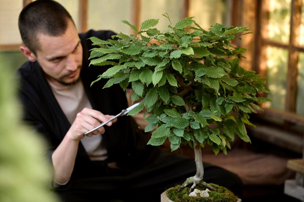 Pielęgnacja drzewka bonsai ficus w domowym wnętrzu