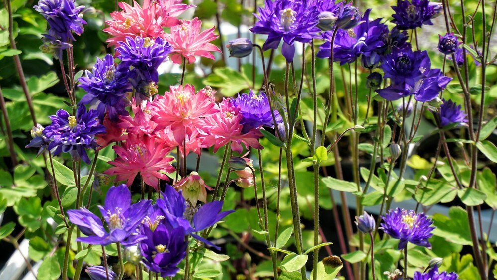 Najpiękniejsze byliny wieloletnie zimujące w gruncie i długo kwitnące na balkon