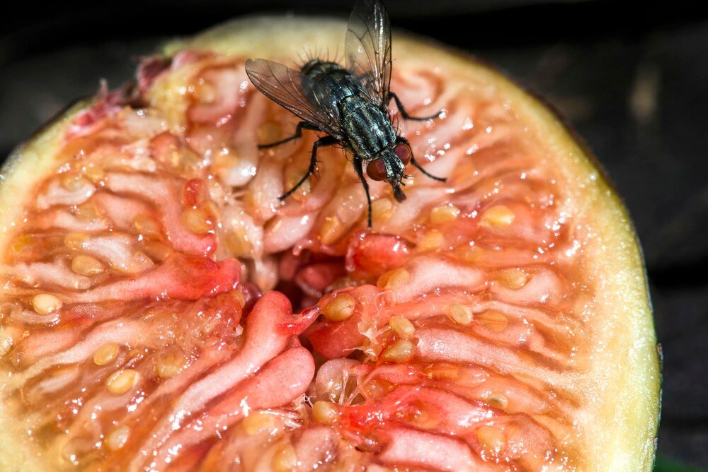 Sposób na muszki owocówki – skuteczne domowe pułapki