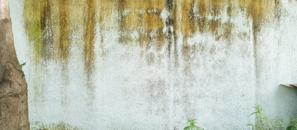 Wilgoć na ścianie – jak rozpoznać i usunąć problem?